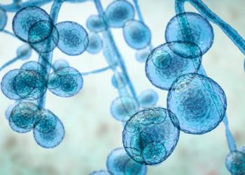 Pernambuco tem as primeiras mortes por superfungo Candida Auris