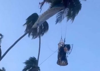 Paramotor bate em coqueiro e piloto fica preso a 10 metros de altura em praia do Grande Recife
