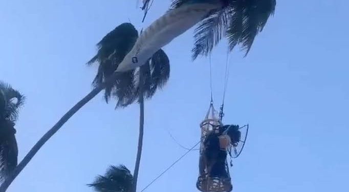 Paramotor bate em coqueiro e piloto fica preso a 10 metros de altura em praia do Grande Recife