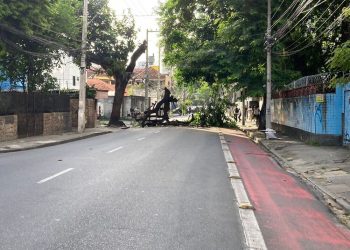 Queda de árvore interdita trecho da Estrada do Arraial