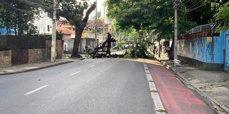 Queda de árvore interdita trecho da Estrada do Arraial