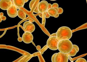 Pernambuco confirma duas mortes por Superfungo