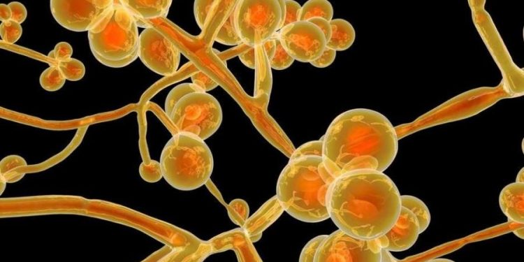 Pernambuco confirma duas mortes por Superfungo