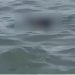Corpo é encontrado boiando em alto mar, na praia de Boa Viagem