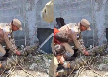 Dois jacarés são resgatados do Metrô do Recife