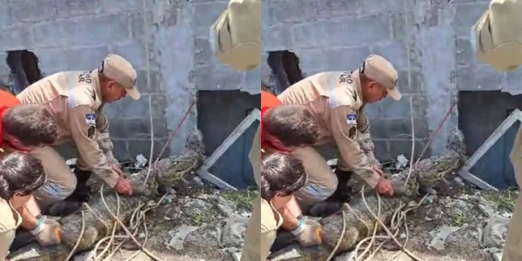 Dois jacarés são resgatados do Metrô do Recife