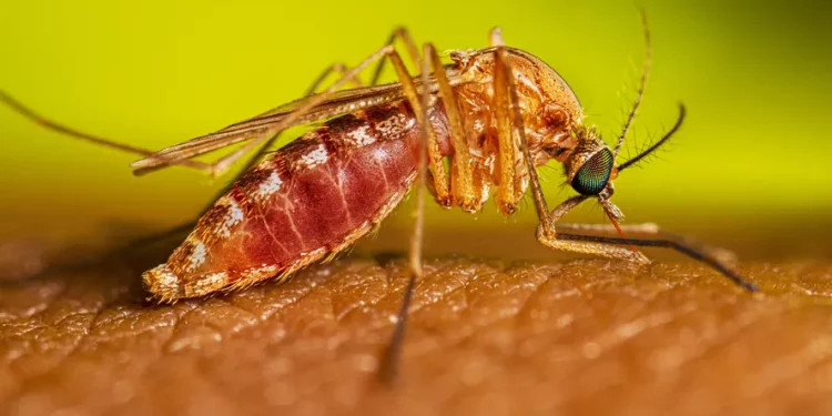 Dois casos de Febre do Oropouche são confirmados em Pernambuco