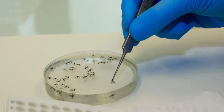 Quatro novos casos de Febre Oropouche são confirmadas em Pernambuco