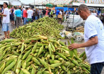 Plantão do Milho no Ceasa começa segunda-feira