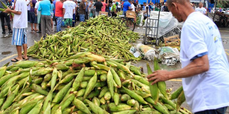 Plantão do Milho no Ceasa começa segunda-feira
