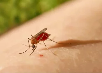 Pernambuco registra mais três casos da Febre do Oropouche