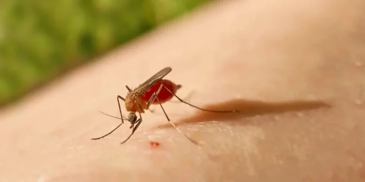 Pernambuco registra mais três casos da Febre do Oropouche