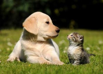 Atenção tutores de cães e gatos, a Secretaria de Desenvolvimento Rural e Meio Ambiente (SDRMA), tem um recado importante para vocês