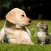 Atenção tutores de cães e gatos, a Secretaria de Desenvolvimento Rural e Meio Ambiente (SDRMA), tem um recado importante para vocês