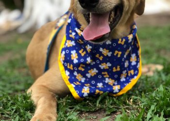 Mais uma Edição da Campanha de Adoção de Animais no Shopping Carpina