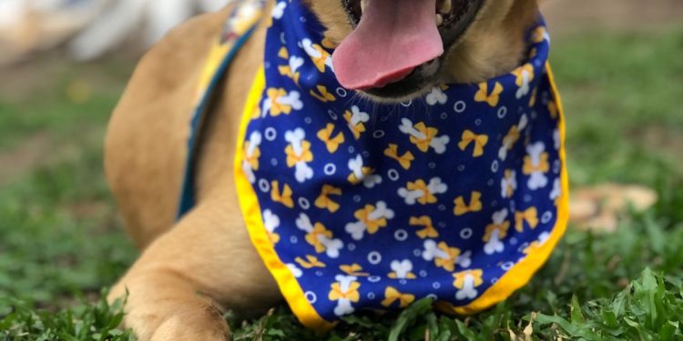 Mais uma Edição da Campanha de Adoção de Animais no Shopping Carpina