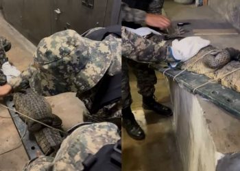 Jacaré é encontrado em sala administrativa do Metrô do Recife