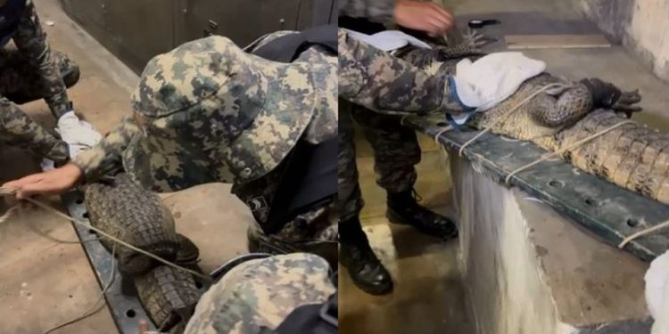 Jacaré é encontrado em sala administrativa do Metrô do Recife