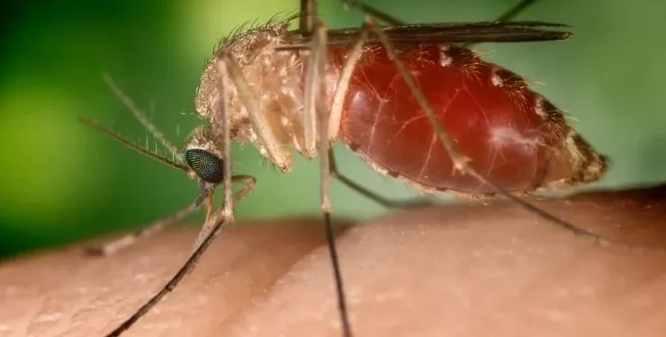 1º caso confirmado de Febre Oropouche no Recife em Grávida