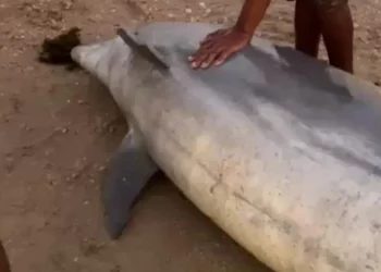 Golfinho é achado morto na praia de Piedade