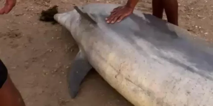 Golfinho é achado morto na praia de Piedade