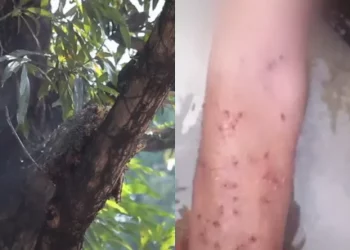 Idosa é atacada por um enxame de abelhas, em Olinda
