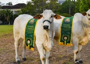 Exposição de Animais começa nessa sexta, no Cordeiro