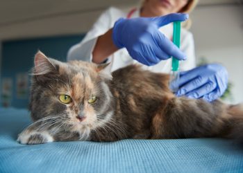 Saúde de Igarassu promove campanha de vacinação antirrábica para cães e gatos