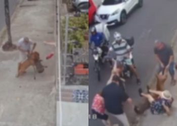Pitbull solto na rua invade casa e ataca poodle no Recife