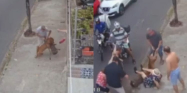 Pitbull solto na rua invade casa e ataca poodle no Recife