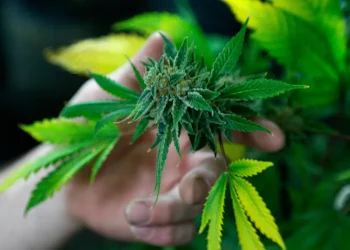 Alepe e Câmara Municipal do Recife aprovaram leis que garantem acesso gratuito a medicamentos à base de maconha