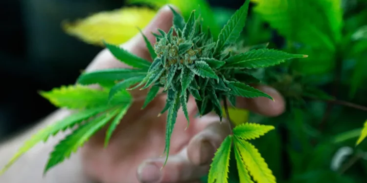 Alepe e Câmara Municipal do Recife aprovaram leis que garantem acesso gratuito a medicamentos à base de maconha