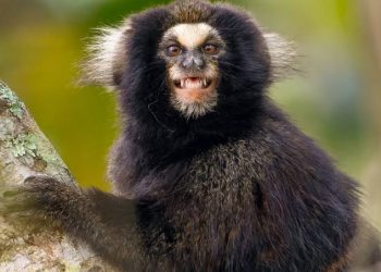 Mulher mordida por sagui está sedada e respira com ajuda de aparelho