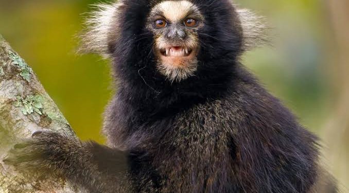 Mulher mordida por sagui está sedada e respira com ajuda de aparelho