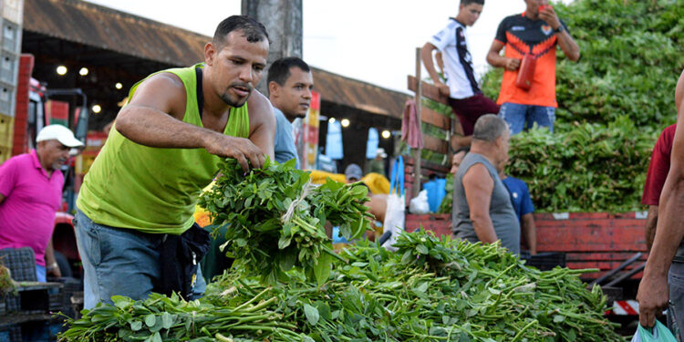 195 toneladas de Bredo foram comercializadas nesta quinta-feira (17), diz Ceasa-PE