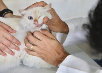 Prefeitura leva atendimento veterinário gratuito ao Compaz Leda Alves nesta terça (13)