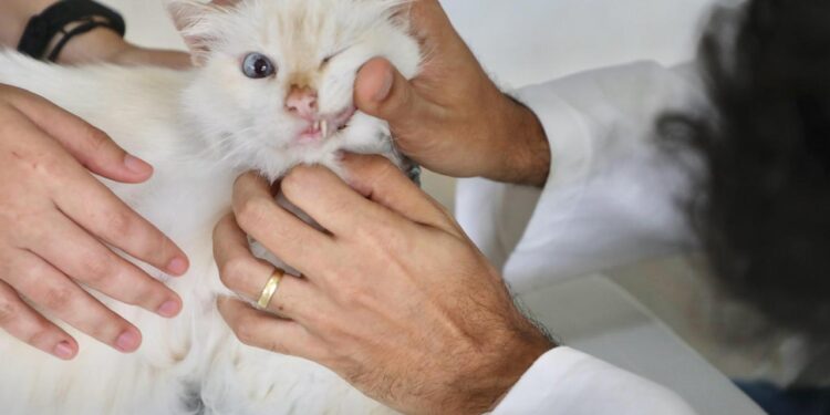 Prefeitura leva atendimento veterinário gratuito ao Compaz Leda Alves nesta terça (13)