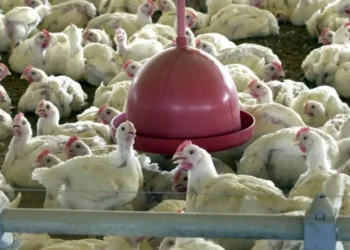 Gripe aviária não deve impactar no preço da carne de Frango
