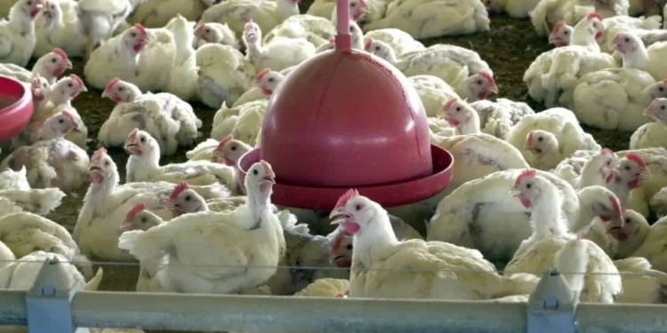 Gripe aviária não deve impactar no preço da carne de Frango