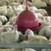 Gripe aviária não deve impactar no preço da carne de Frango