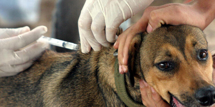 Vacinação antirrábica gratuita para cães e gatos acontece no Recife nesta quinta (22)