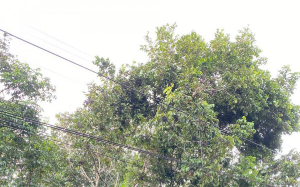 Ramal Camaragibe da Linha Centro do metrô do Recife volta a funcionar nesta sexta