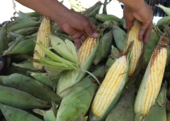 Jaboatão dos Guararapes comemora 2ª edição do Festival do Milho