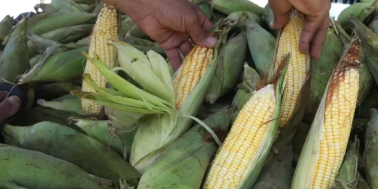 Jaboatão dos Guararapes comemora 2ª edição do Festival do Milho