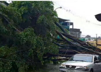 Queda de árvore interdita Rua Cosme Viana, em Afogados
