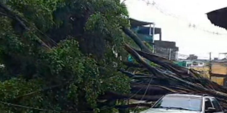 Queda de árvore interdita Rua Cosme Viana, em Afogados