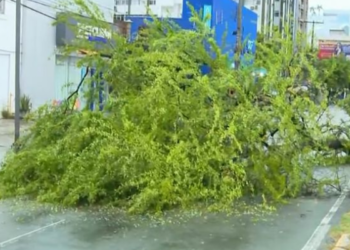 Arvore cai na Avenida Domingos Ferreira e interdita duas faixas