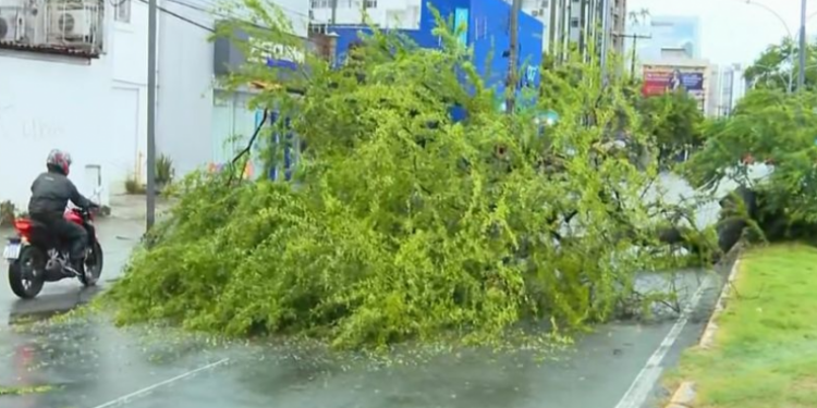 Arvore cai na Avenida Domingos Ferreira e interdita duas faixas