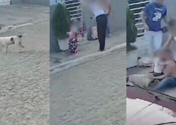 Cão da raça pitbull ataca mães e filhas em Iguaracy