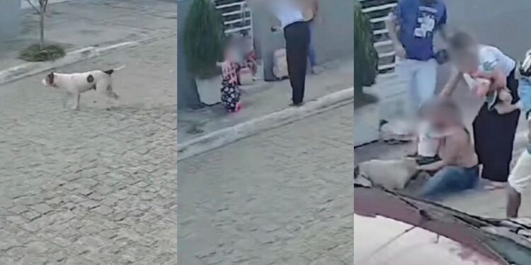 Cão da raça pitbull ataca mães e filhas em Iguaracy